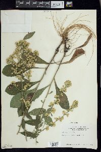 Solidago hispida image