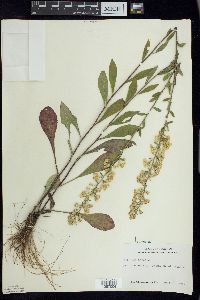 Solidago hispida image