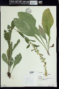 Solidago hispida image