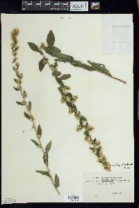 Solidago hispida image