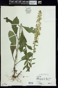 Solidago hispida image