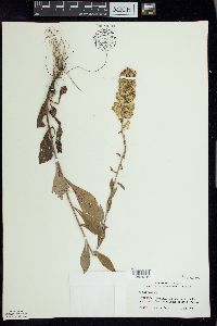 Solidago hispida image