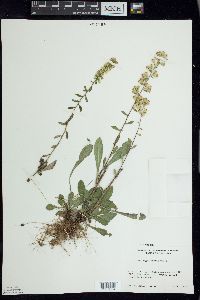 Solidago hispida image