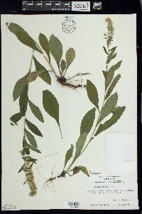 Solidago hispida image