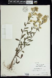 Solidago hispida image