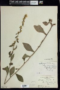 Solidago hispida image