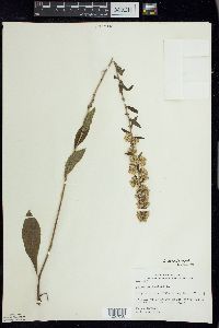 Solidago hispida image