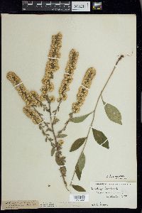 Solidago hispida image