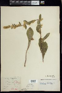 Solidago hispida image