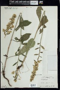 Solidago hispida image