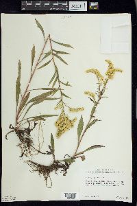 Solidago juncea image