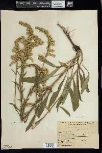 Solidago juncea image