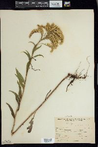 Solidago juncea image