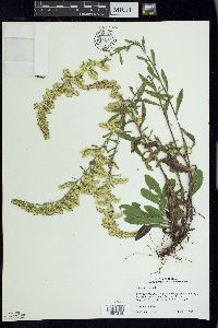 Solidago nemoralis image