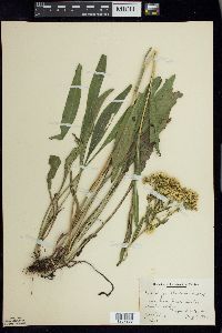 Solidago ohioensis image