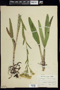 Solidago ohioensis image