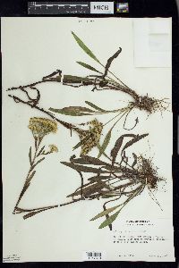 Solidago ohioensis image