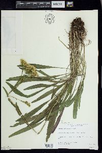 Solidago ohioensis image