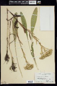 Solidago ohioensis image