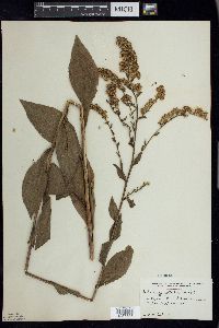 Solidago patula image