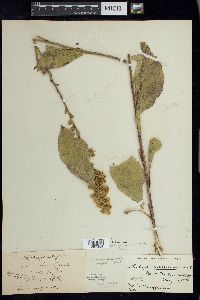 Solidago patula image