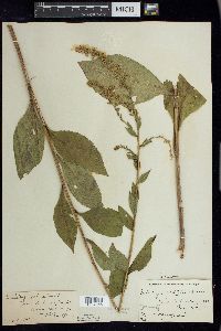 Solidago patula image