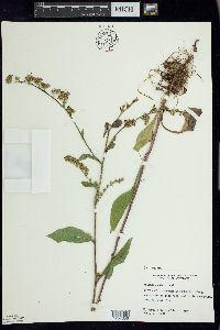 Solidago patula image