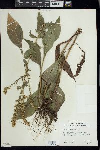 Solidago patula image