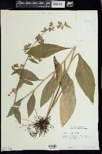 Solidago patula image