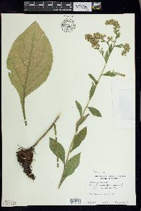 Solidago patula image