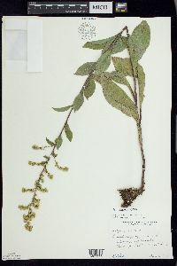 Solidago patula image