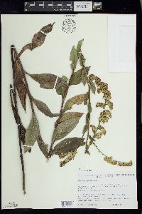 Solidago patula image