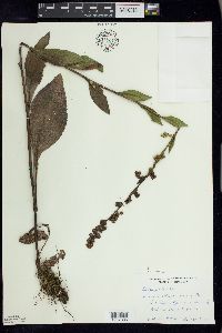 Solidago patula image