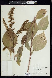 Solidago patula image