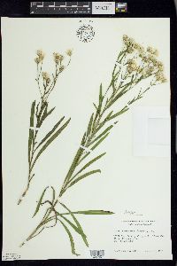 Solidago ptarmicoides image