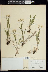 Solidago ptarmicoides image