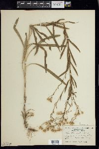 Solidago ptarmicoides image