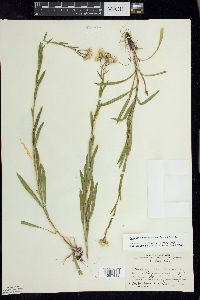 Solidago ptarmicoides image