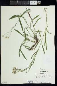 Solidago ptarmicoides image