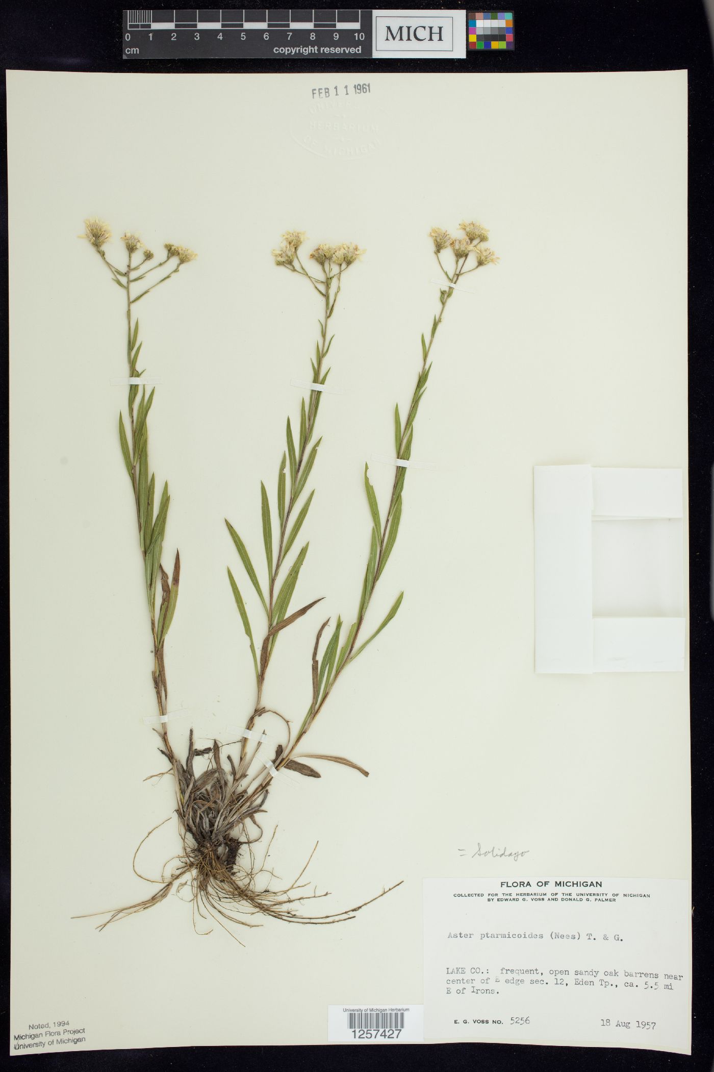 Solidago ptarmicoides image