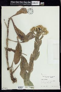 Solidago rigida image