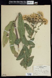 Solidago rigida image