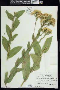 Solidago rigida image