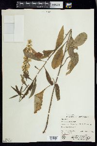 Solidago speciosa image