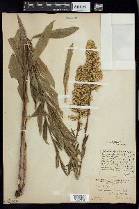 Solidago speciosa image