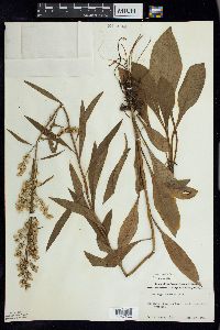 Solidago speciosa image