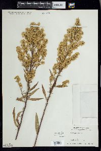 Solidago speciosa image