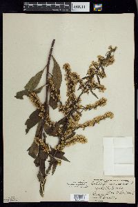 Solidago speciosa image