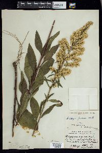 Solidago speciosa image