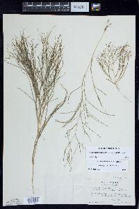 Stuckenia filiformis image